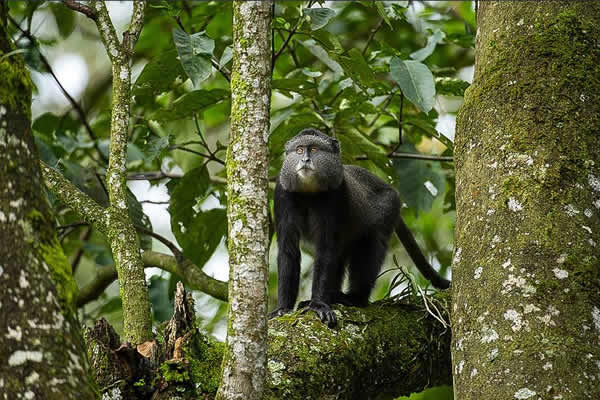 Kakamega Forest